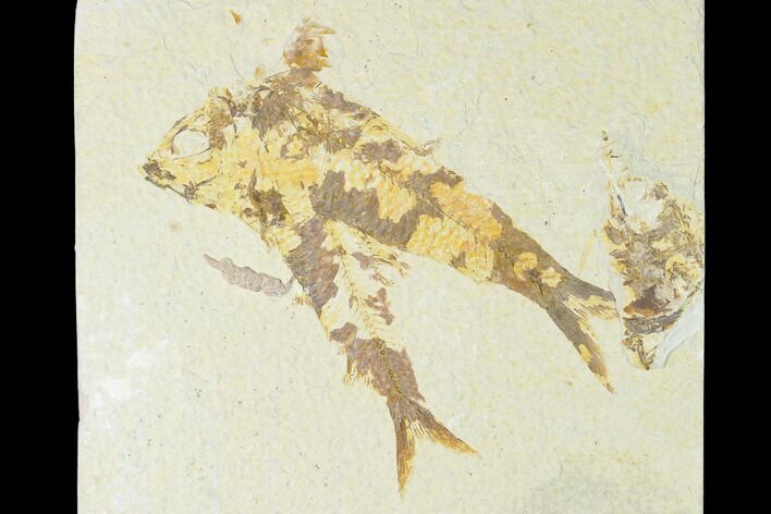 Pair of Fossil Fish (Knightia) - Green River Formation - Wyoming #150365
